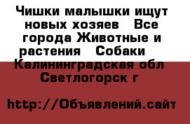   Чишки-малышки ищут новых хозяев - Все города Животные и растения » Собаки   . Калининградская обл.,Светлогорск г.